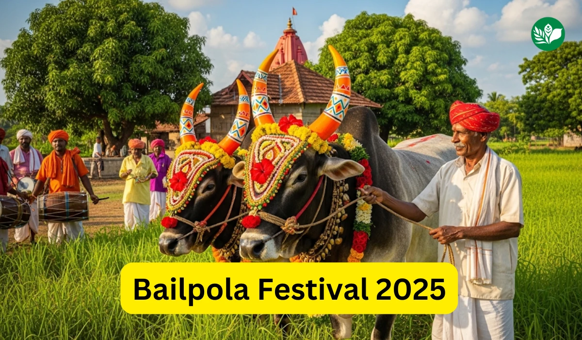 Bail pola 2025 maharashtra agricultural festival