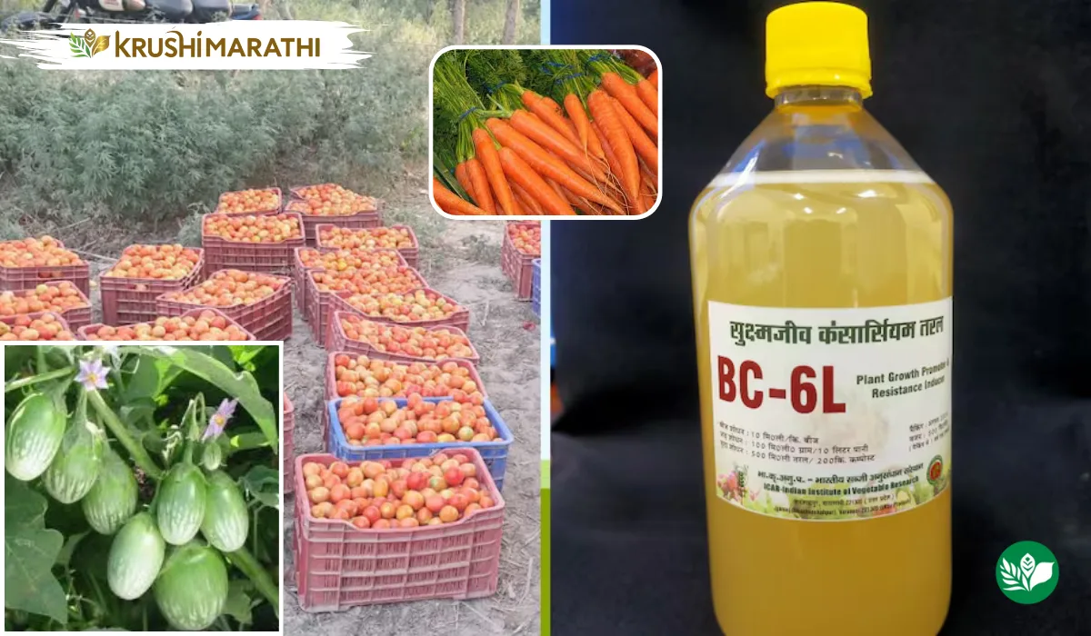 Bc6 organic product benefits for vegetable farming