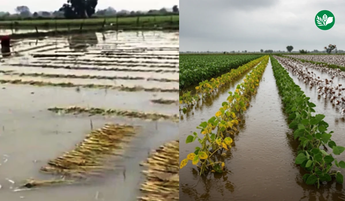 Beed heavy rainfall crop loss 2025