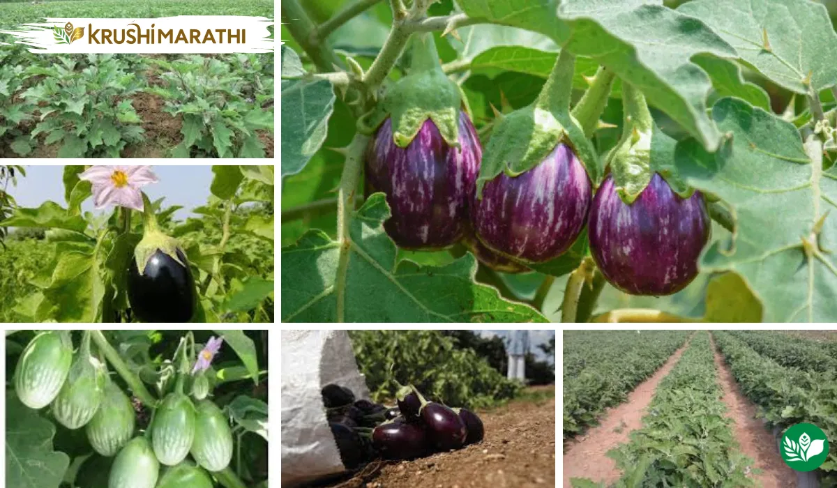Brinjal farming profit methods