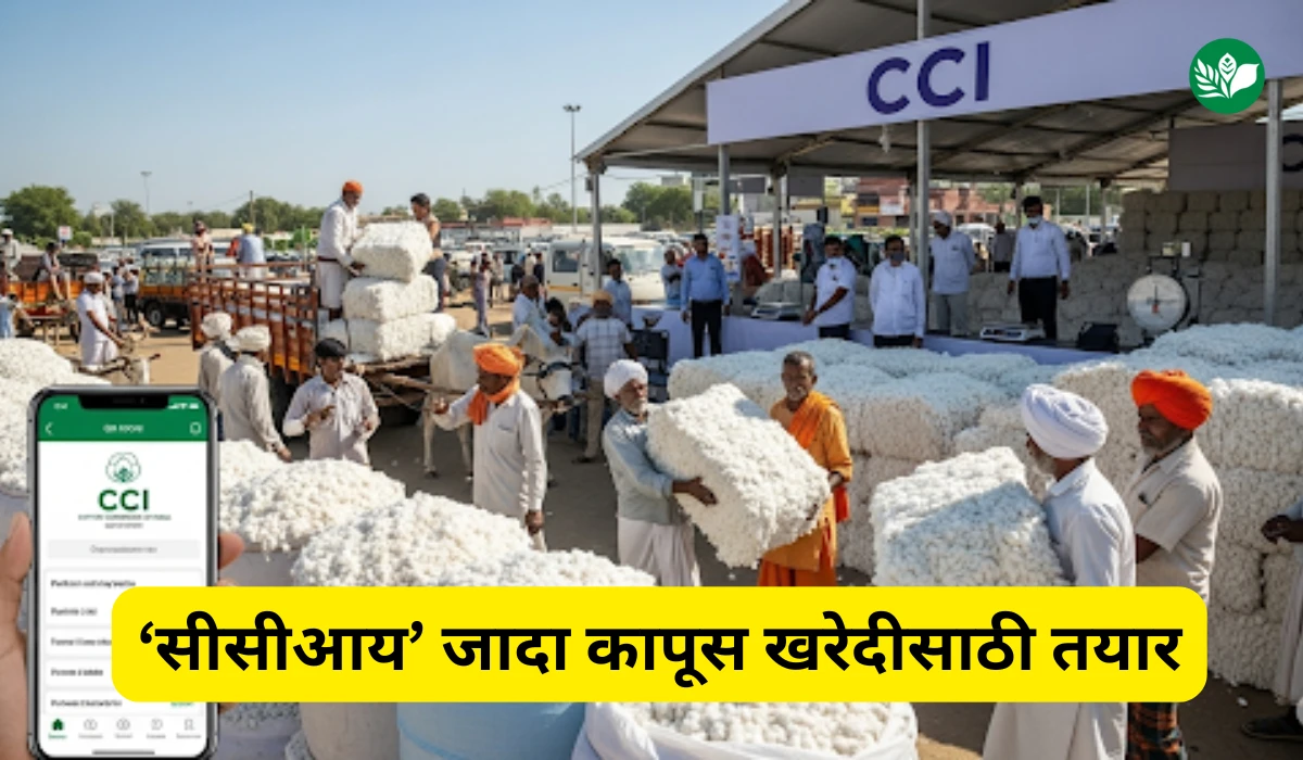 Cci cotton procurement 2025 preparations