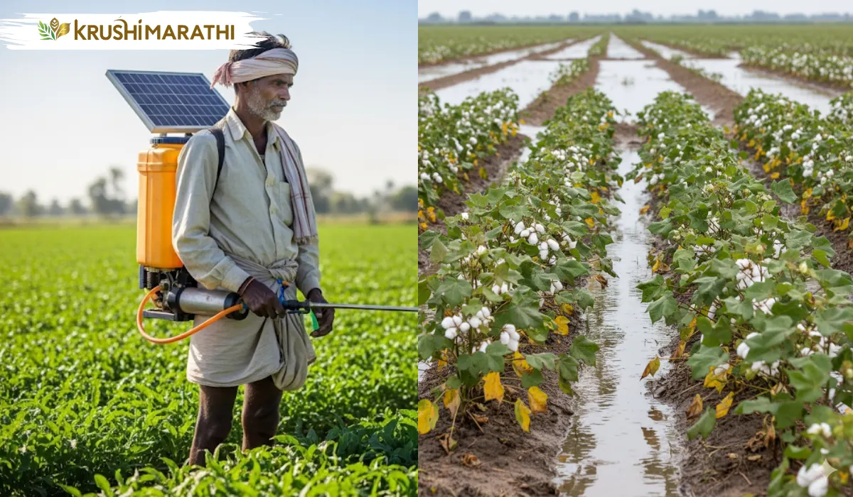 Cotton crop management after heavy rainfall
