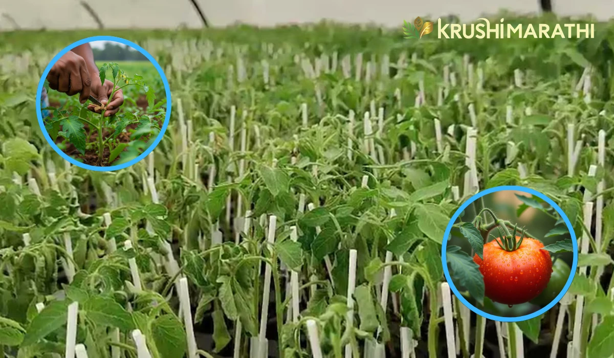 Farmers grow tomato by grafting technique new way