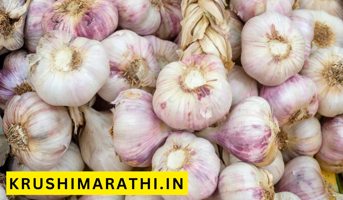 Garlic rate update november 2024