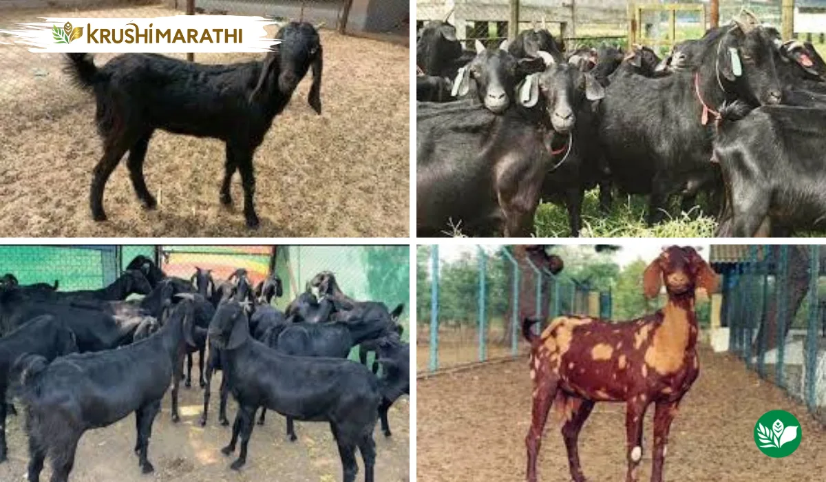Goat farming in india profitable business