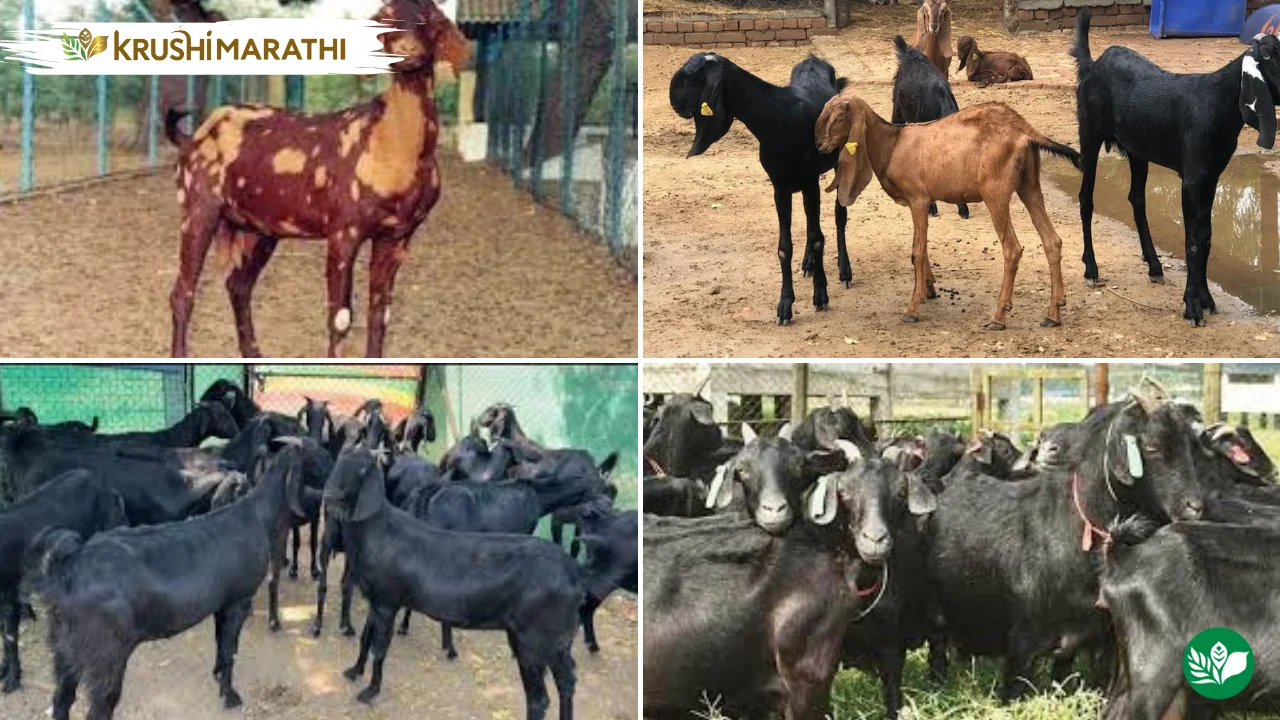 Goat vaccination for winter health