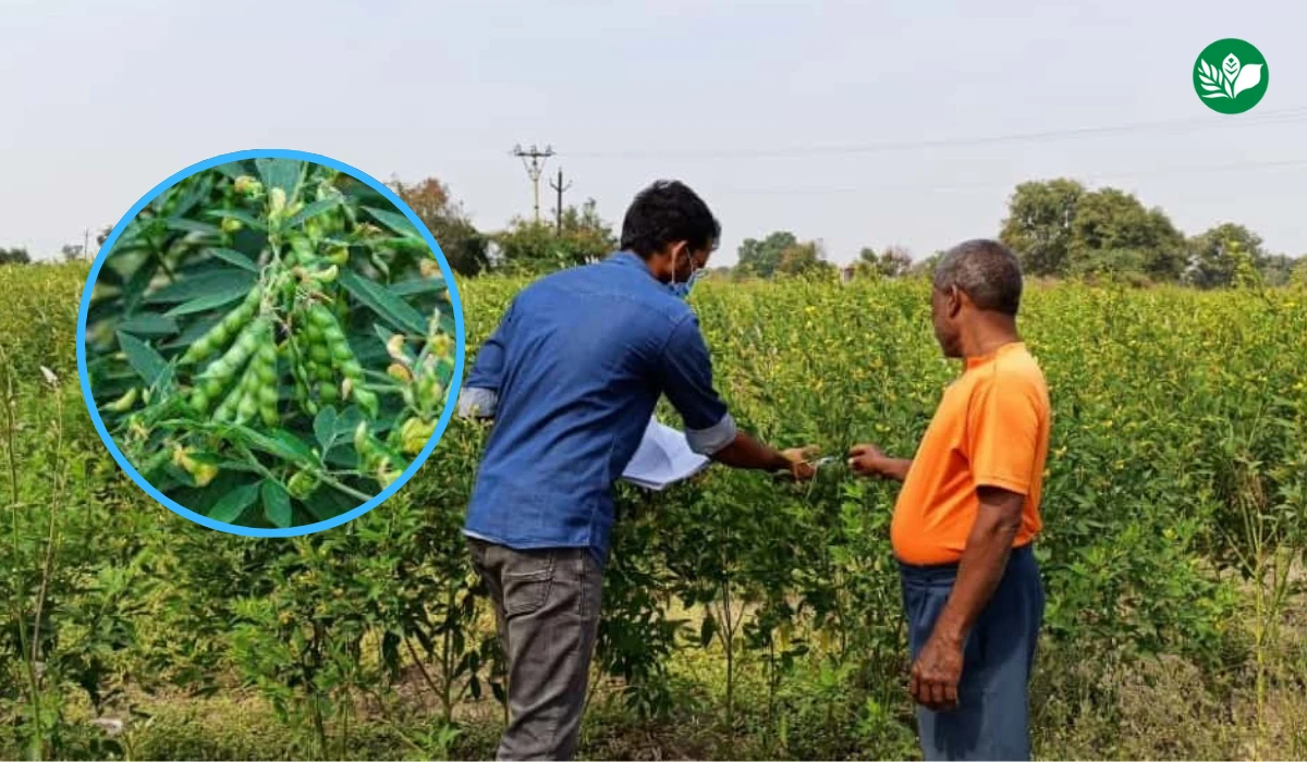 How to increase pigeon pea yield with pruning