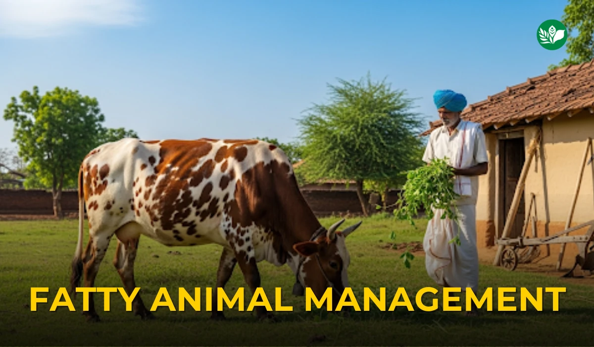 How to prevent obesity in farm animals naturally