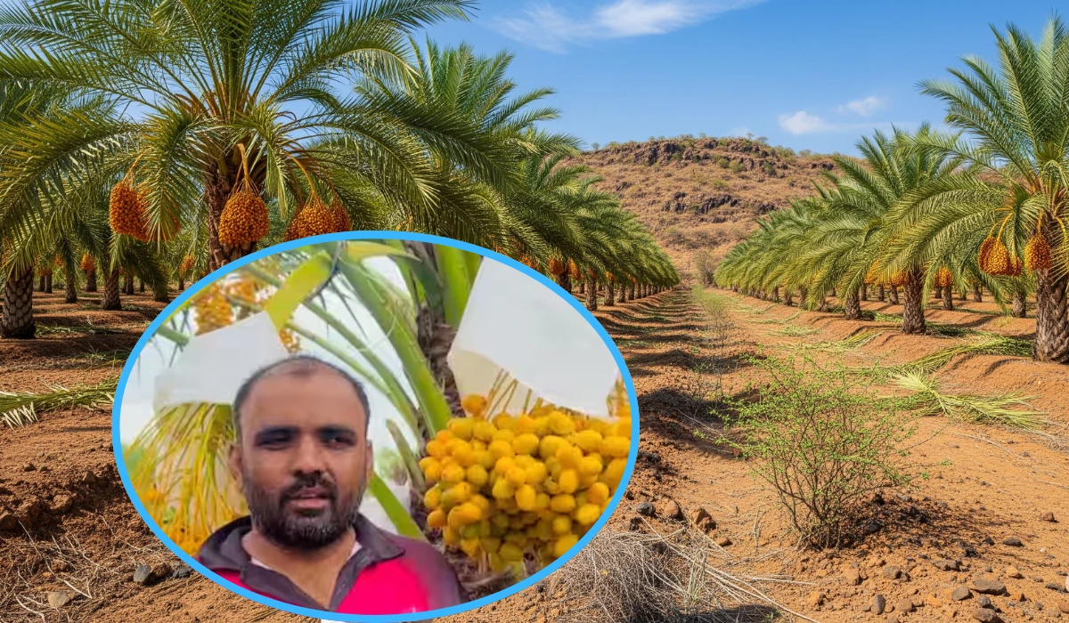 Khajur sheti yashogatha ashti beed