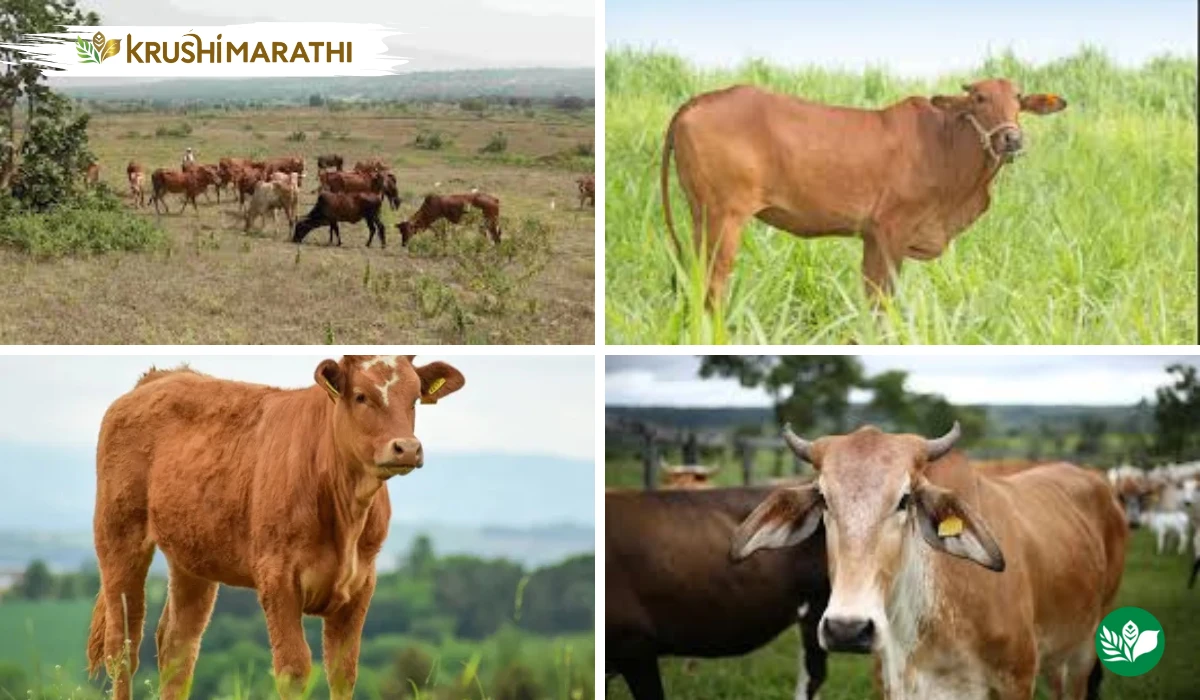 Lal kandhari cow benefits for farmers