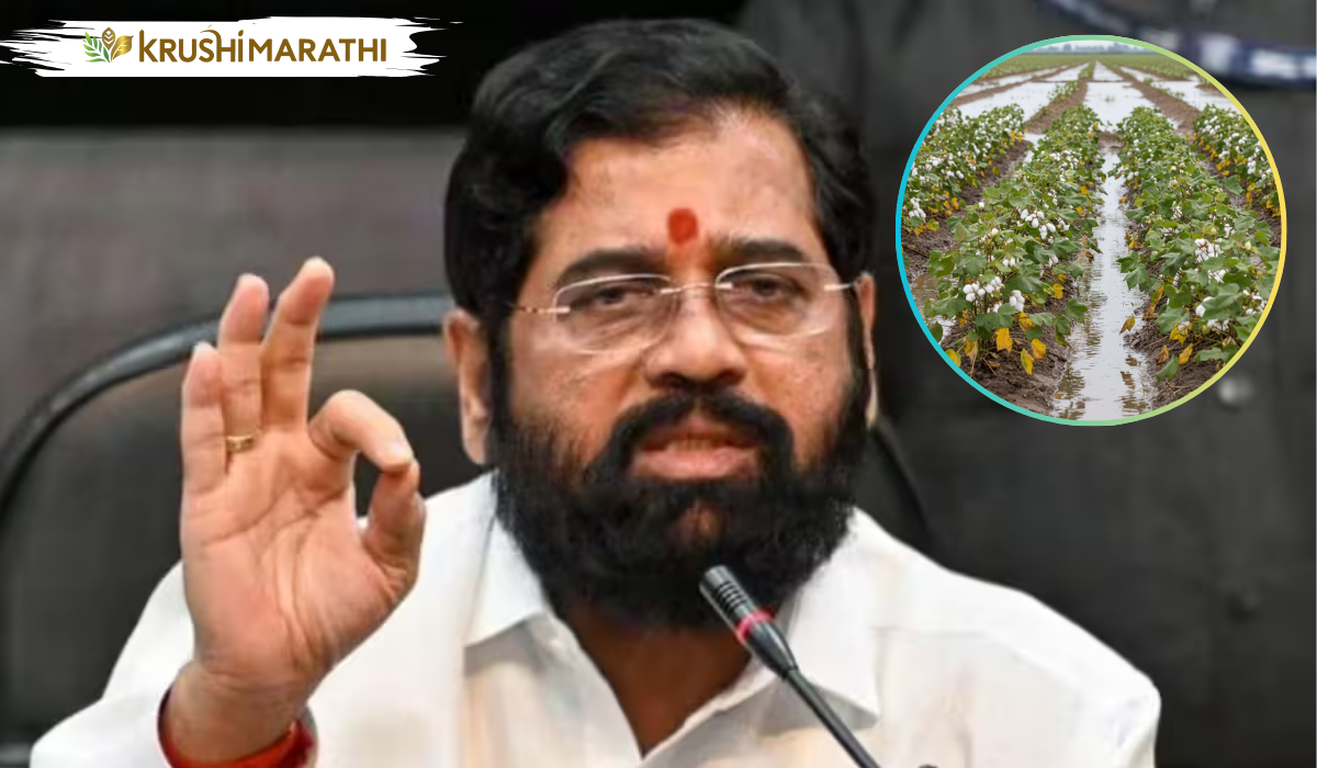 Maharashtra flood crop compensation diwali