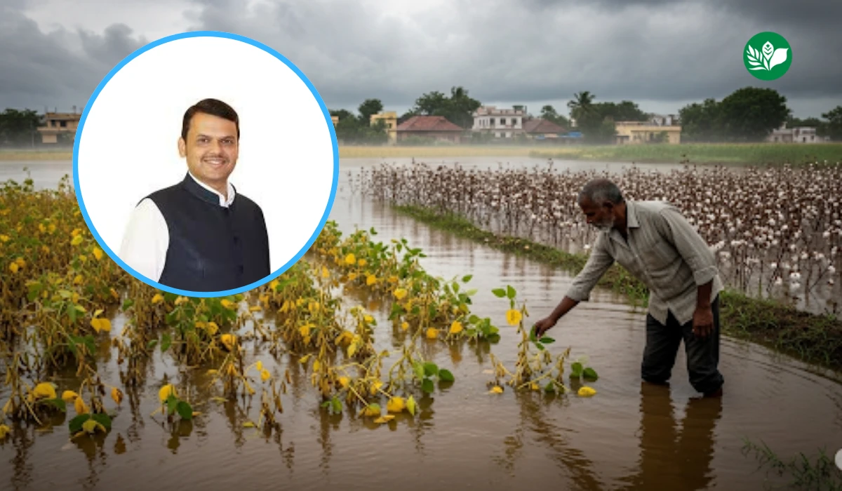 Maharashtra rain crop damage 2025