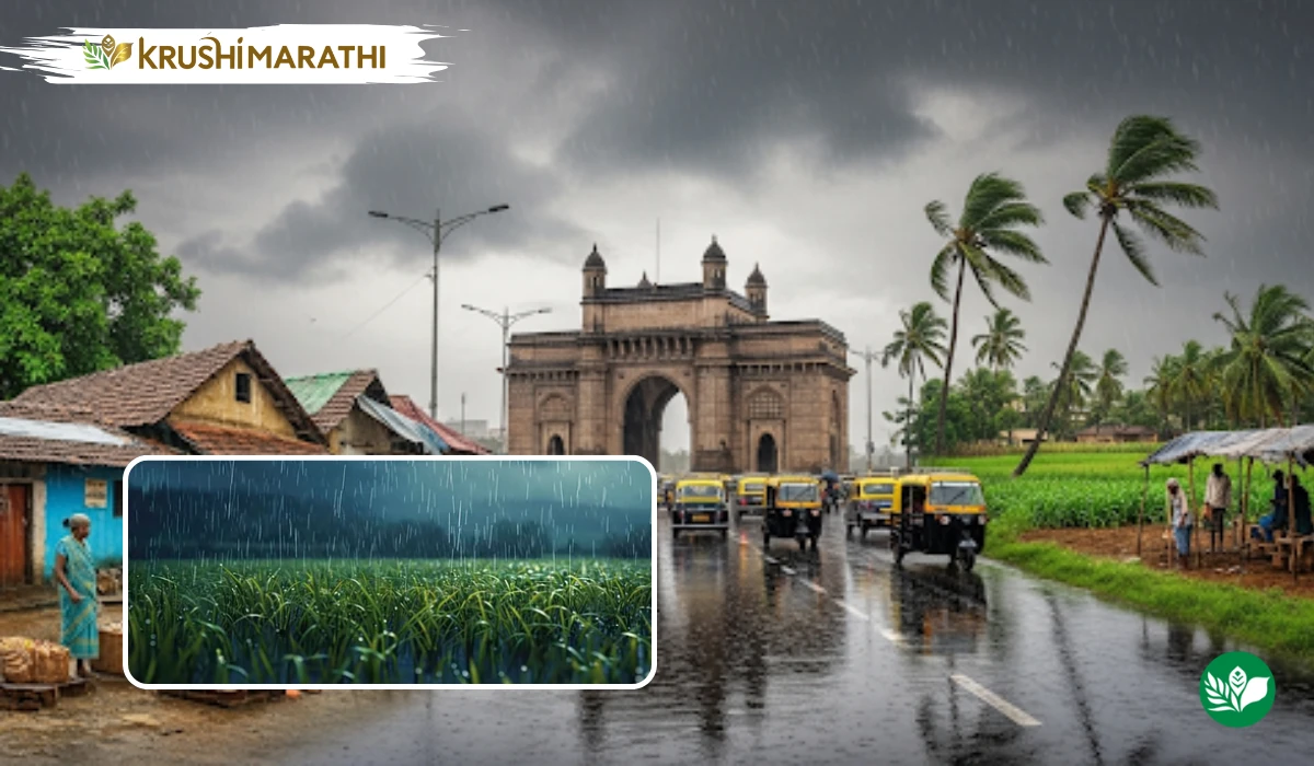Maharashtra rain forecast orange yellow alert