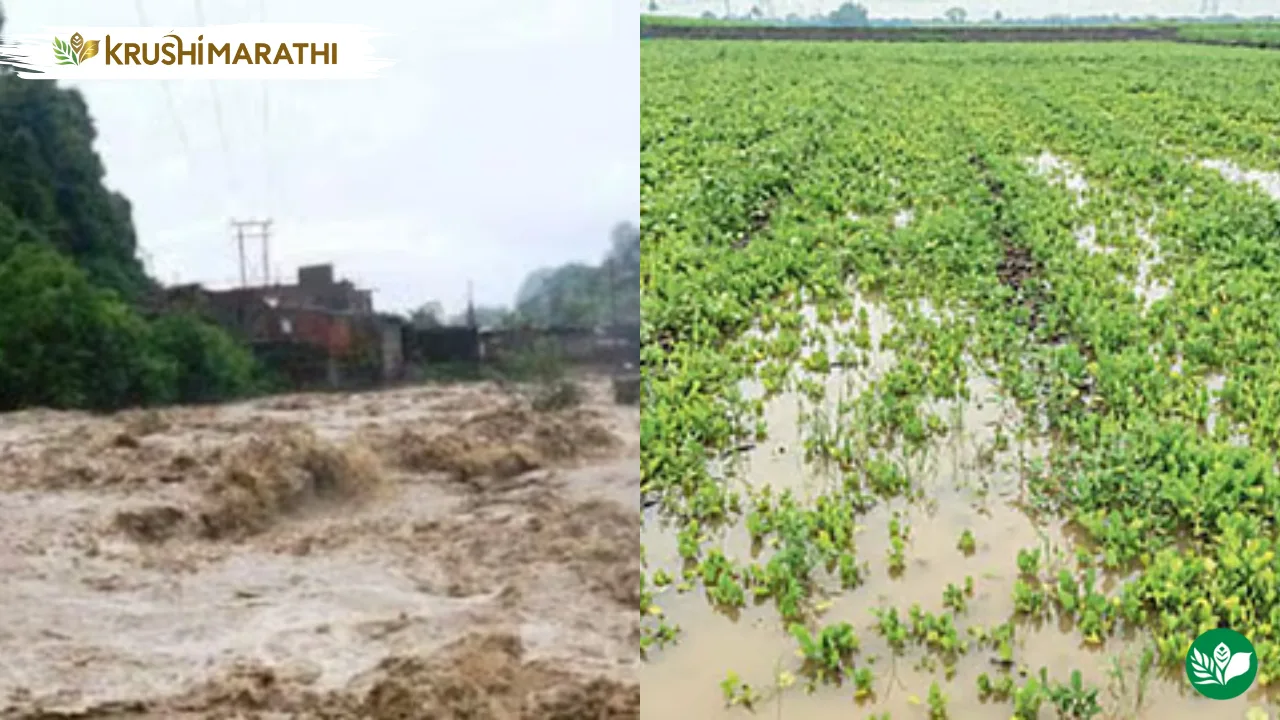 Maharashtra rains jalgaon flood damage