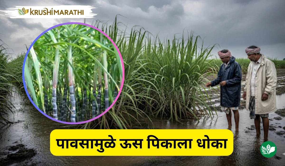 Maharashtra sugarcane crop threatened by continuous rainfall