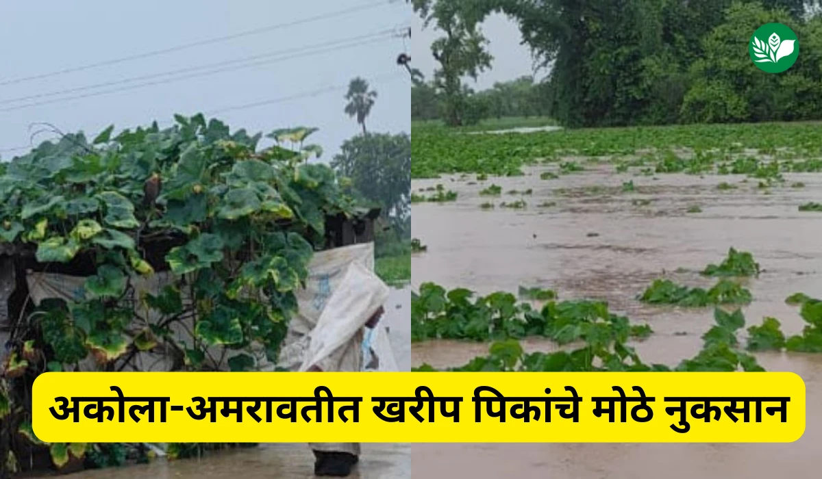 विदर्भात मुसळधार पावसाने शेतकऱ्यांच्या आशा पाण्यात, अकोला-अमरावतीत खरीप पिकांचे मोठे नुकसान