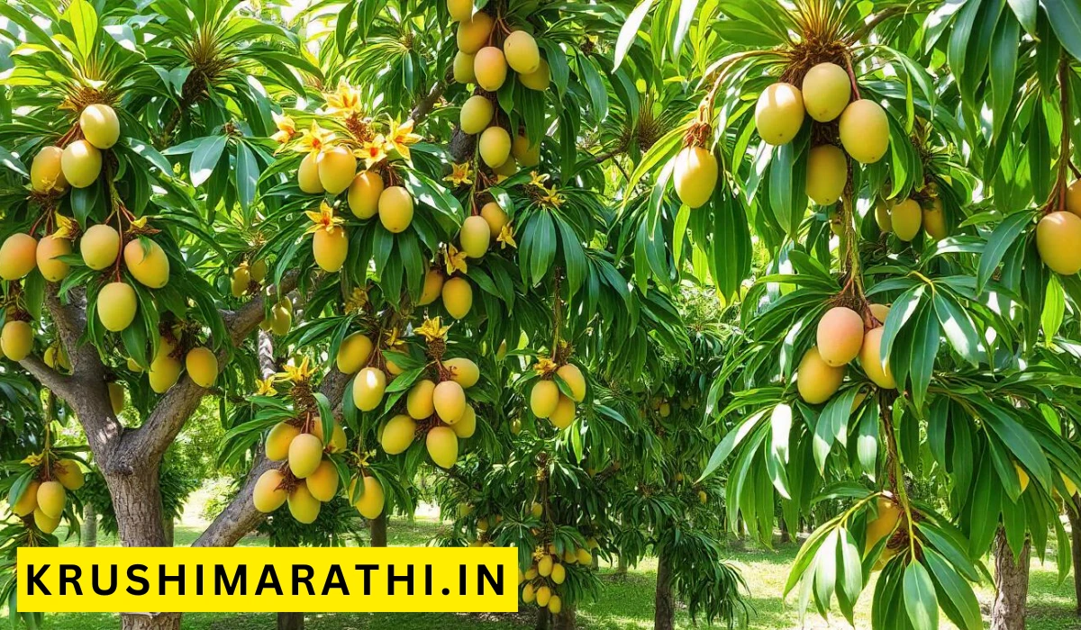 Mango orchard management special care