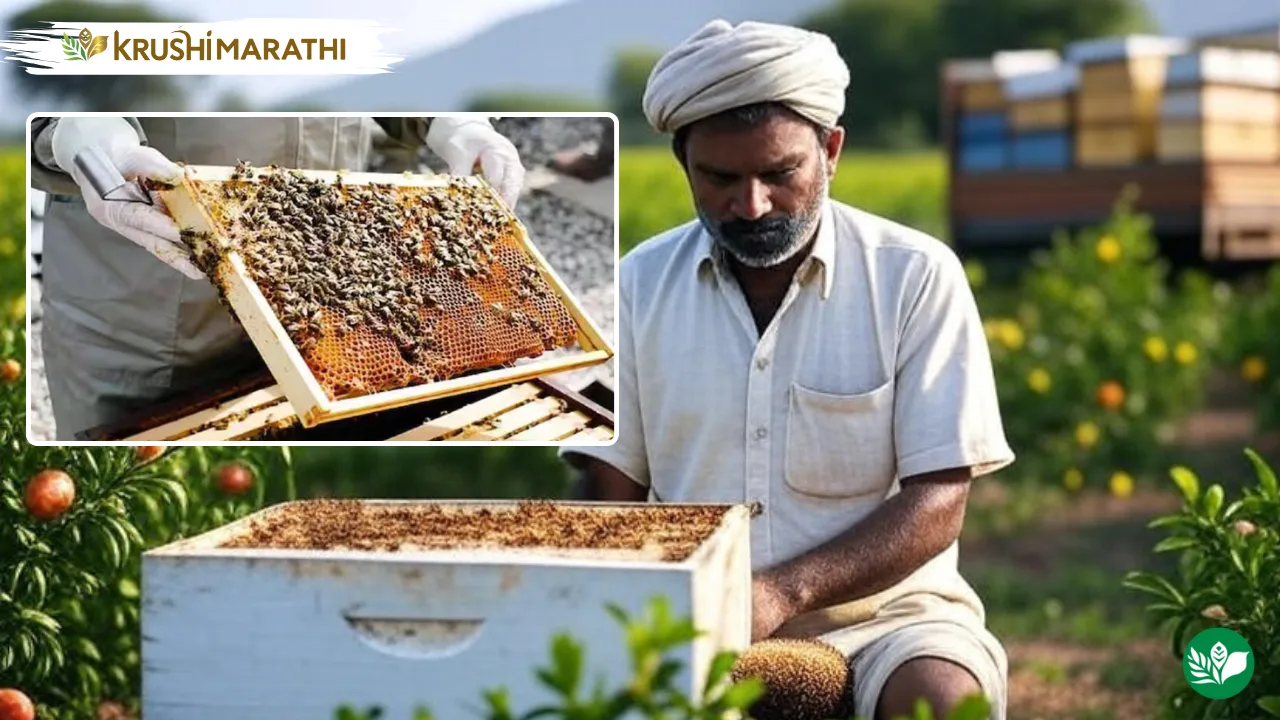 Nashik farmer beekeeping success story