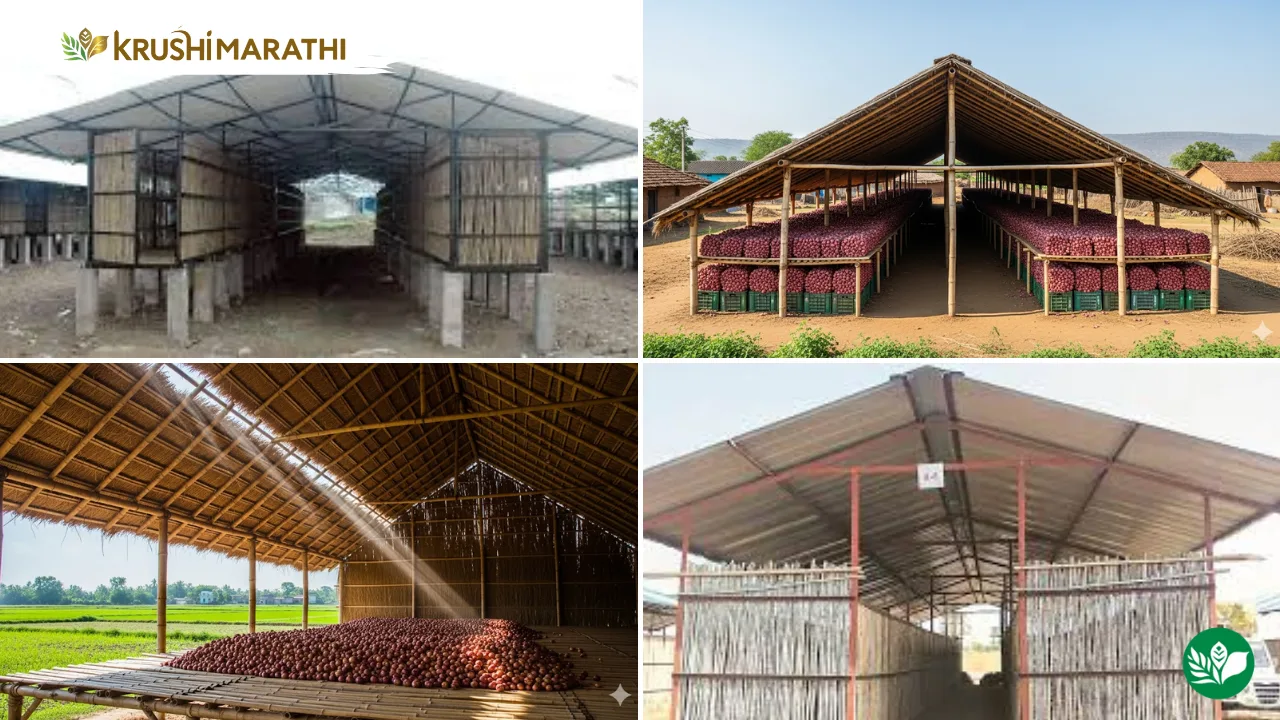 Onion storage tips for farmers