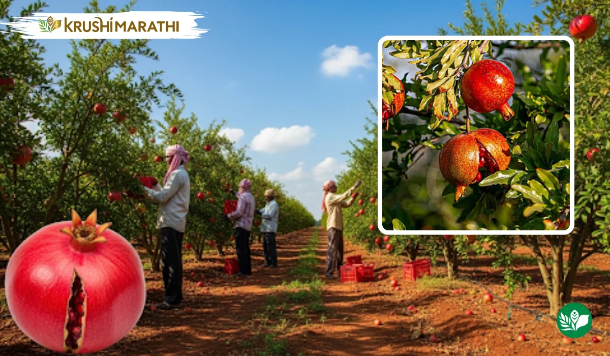 Pomegranate production maharashtra dominates india