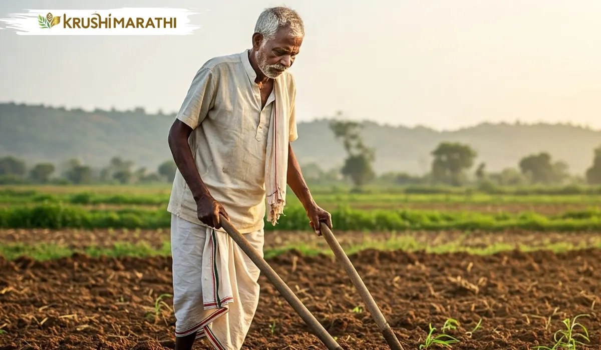 Rabi season farming important tips