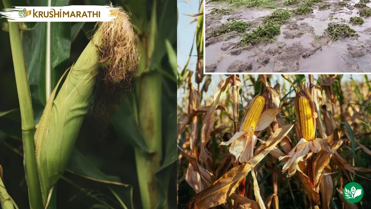 Rain damage maize rice crops in himachal