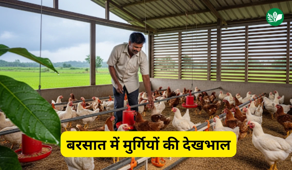 Rainy season poultry care tips