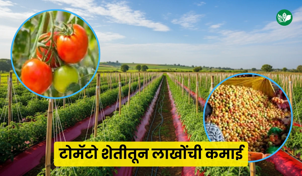 Tomato sheti yashogatha wable bandhu