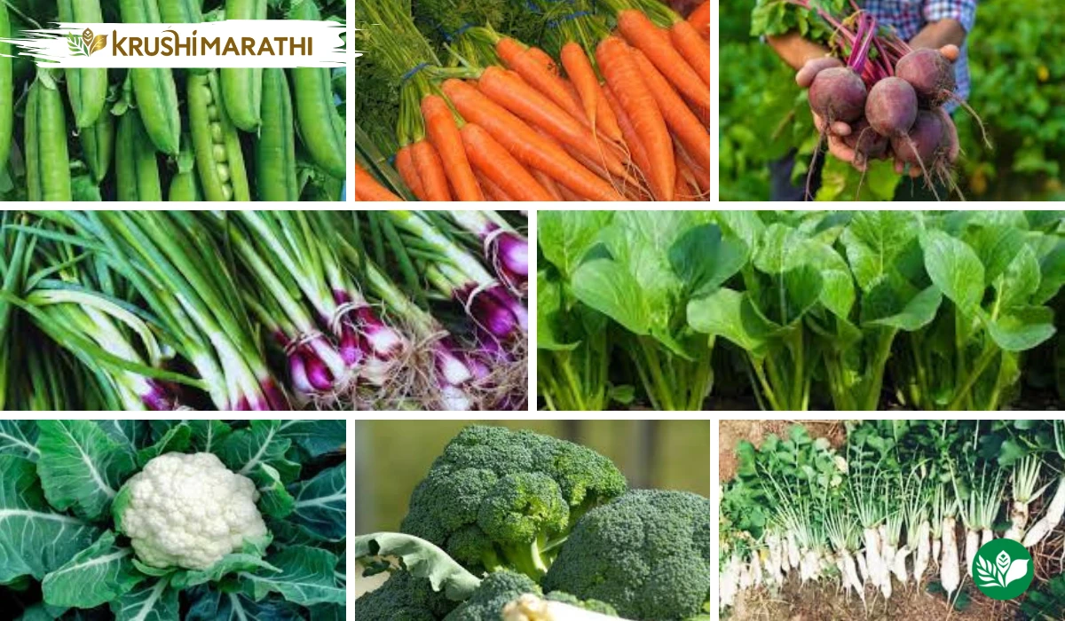 Vegetable farming in october best crops