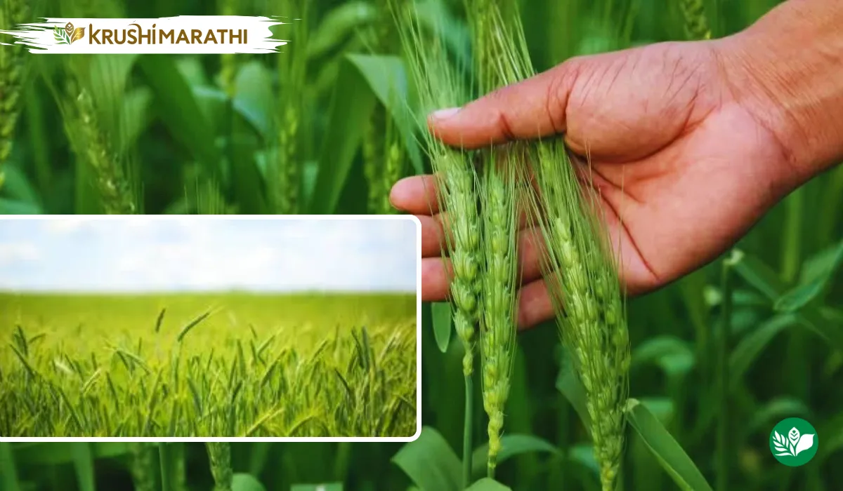 Wh1309 new wheat variety for farmers