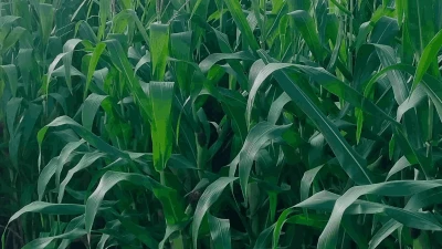 मका विकणे आहे