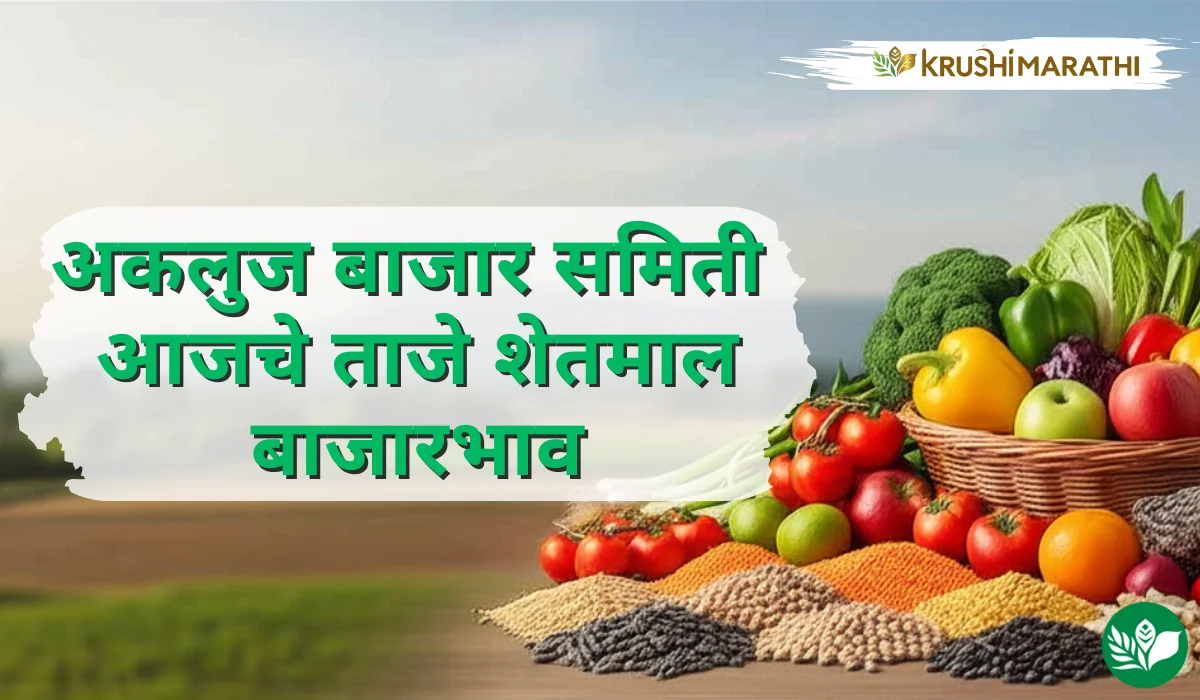 अकलुज बाजार समितीचे आजचे शेतमाल बाजारभाव (Live Rates)