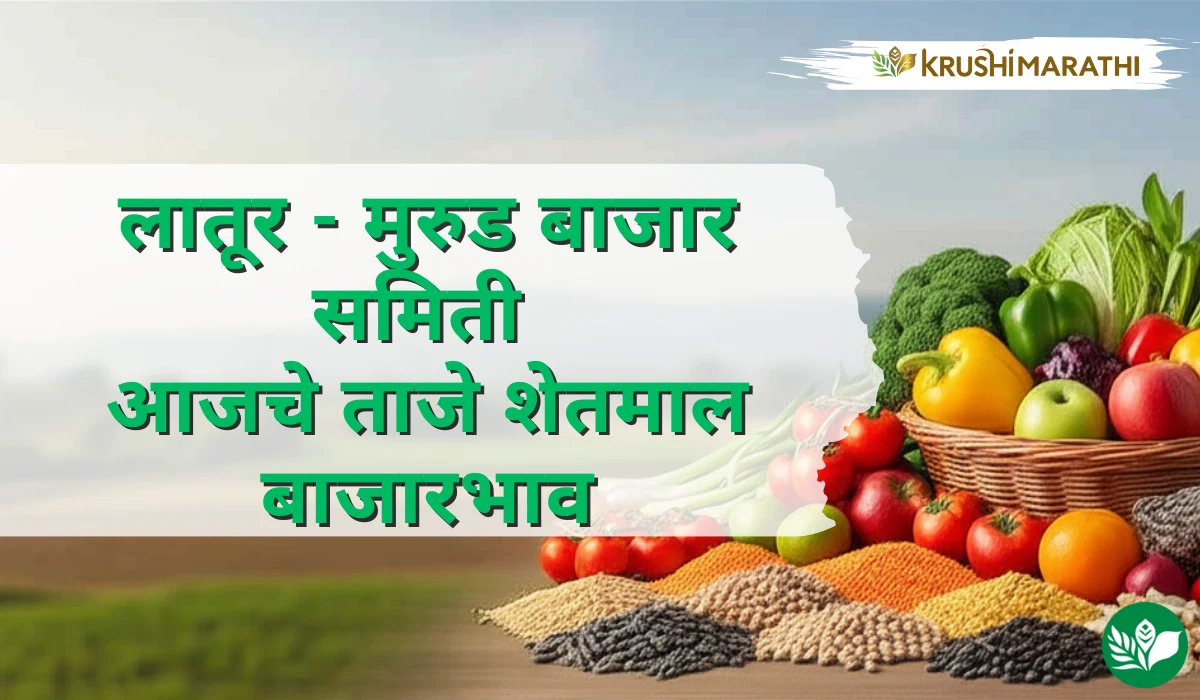 लातूर -मुरुड बाजार समितीचे आजचे शेतमाल बाजारभाव (Live Rates)