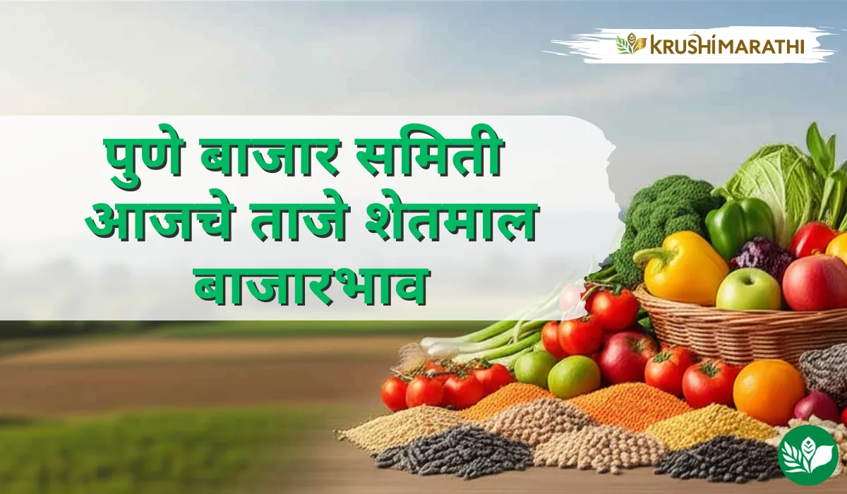 पुणे बाजार समितीचे आजचे शेतमाल बाजारभाव (Live Rates)