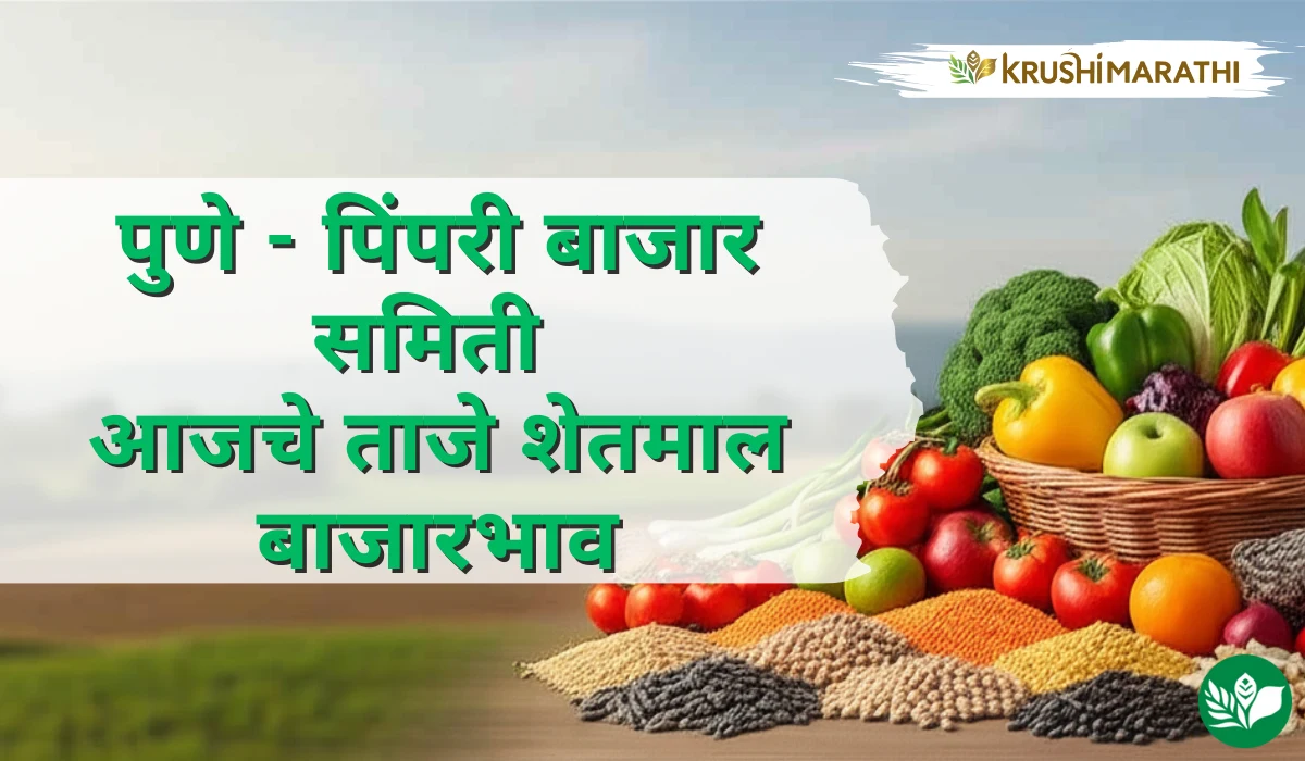 पुणे -पिंपरी बाजार समितीचे आजचे शेतमाल बाजारभाव (Live Rates)