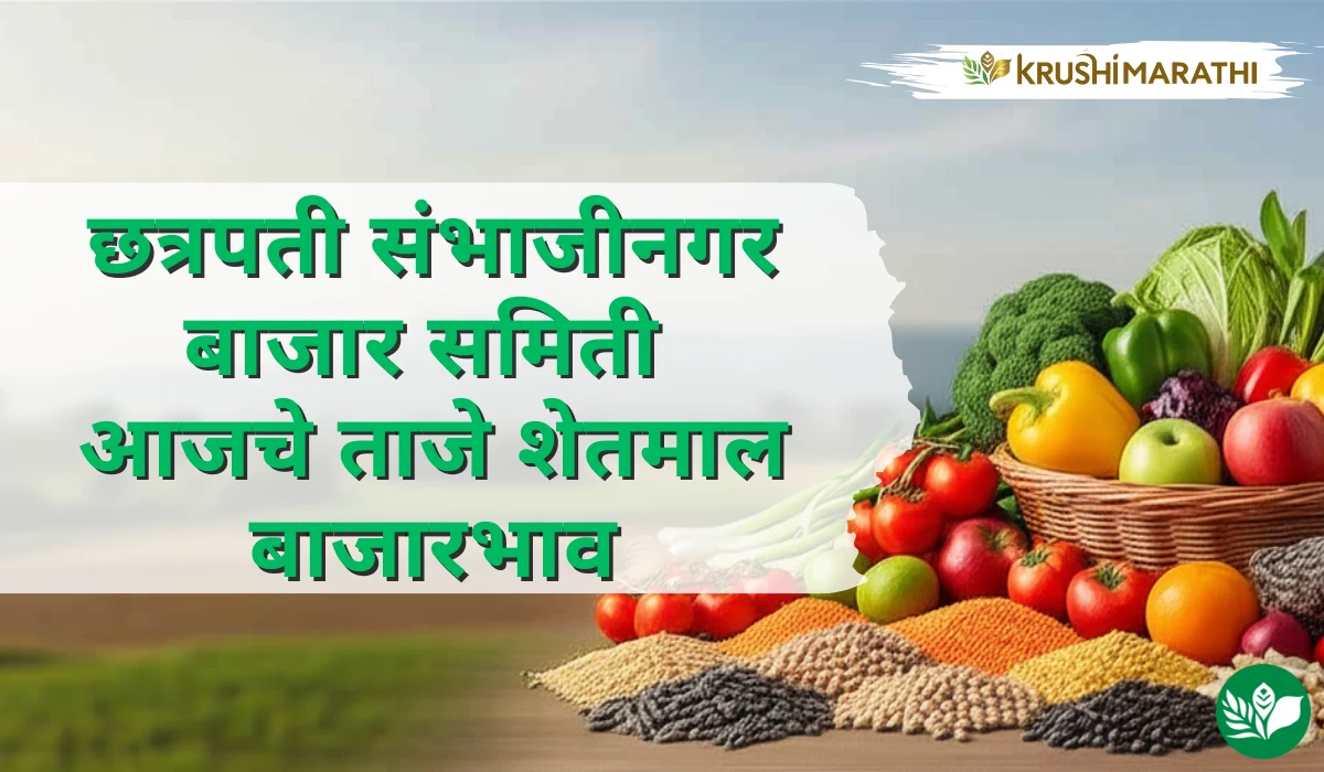 छत्रपती संभाजीनगर बाजार समितीचे आजचे शेतमाल बाजारभाव (Live Rates)