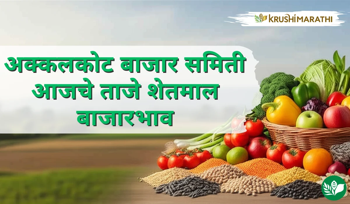 अक्कलकोट बाजार समितीचे आजचे शेतमाल बाजारभाव (Live Rates)