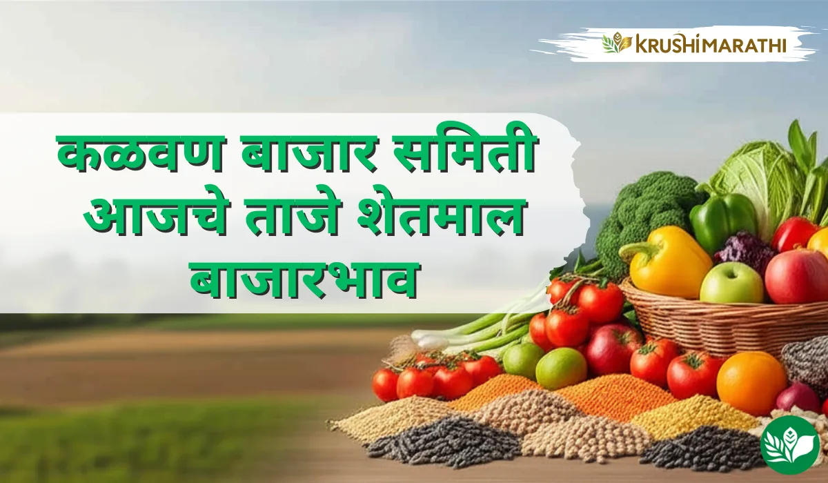 कळवण बाजार समितीचे आजचे शेतमाल बाजारभाव (Live Rates)