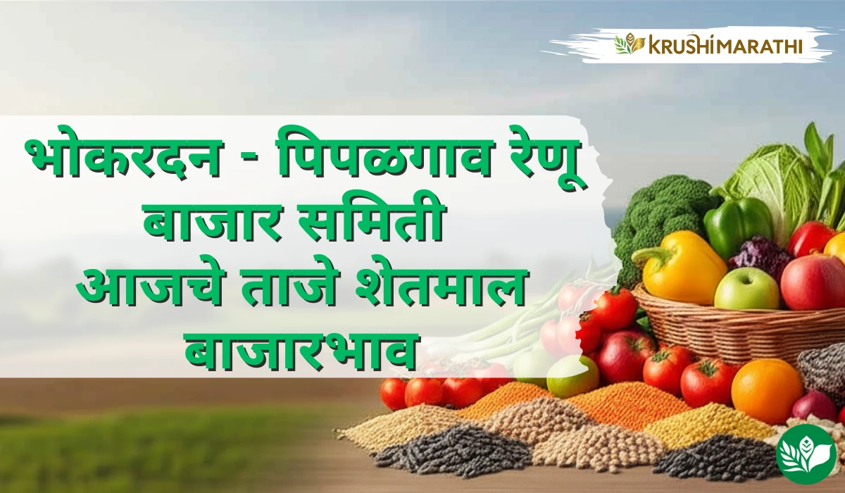 भोकरदन -पिपळगाव रेणू बाजार समितीचे आजचे शेतमाल बाजारभाव (Live Rates)