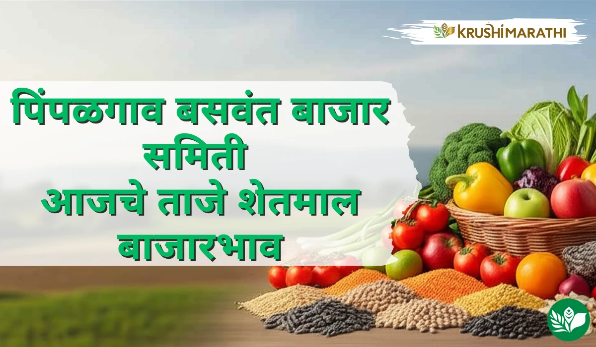 पिंपळगाव बसवंत बाजार समितीचे आजचे शेतमाल बाजारभाव (Live Rates)
