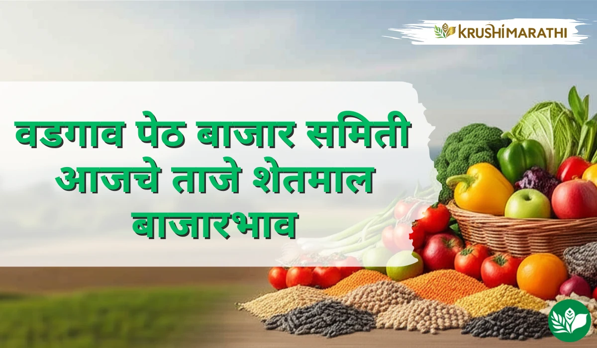 वडगाव पेठ बाजार समितीचे आजचे शेतमाल बाजारभाव (Live Rates)