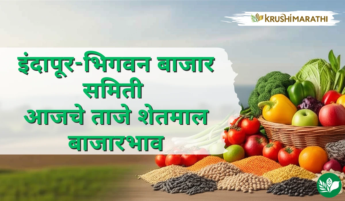 इंदापूर-भिगवन बाजार समितीचे आजचे शेतमाल बाजारभाव (Live Rates)
