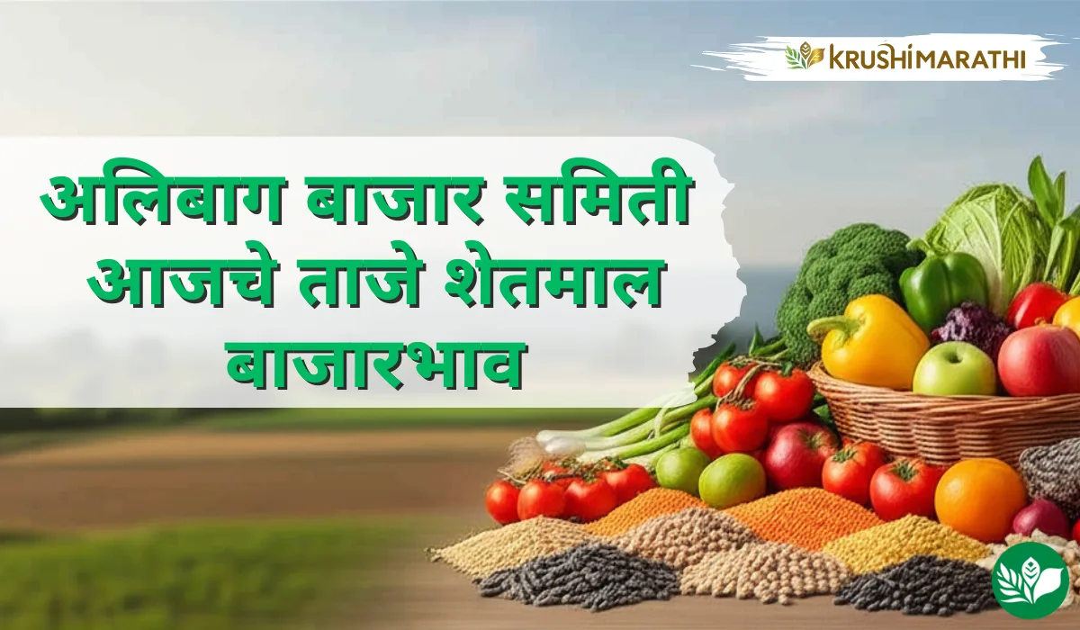 अलिबाग बाजार समितीचे आजचे शेतमाल बाजारभाव (Live Rates)