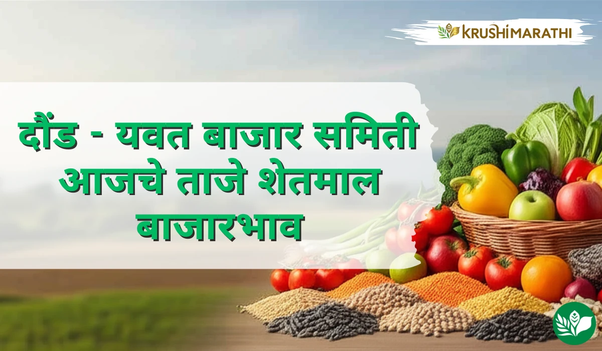दौंड-यवत बाजार समितीचे आजचे शेतमाल बाजारभाव (Live Rates)
