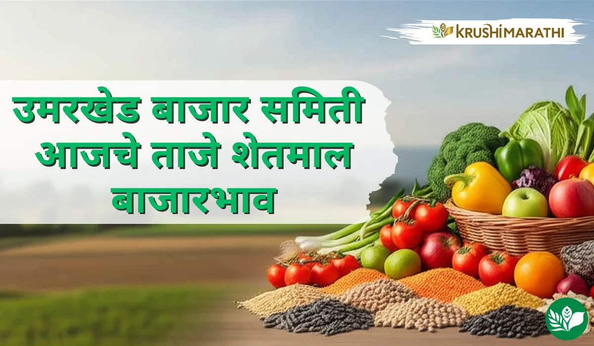 उमरखेड बाजार समितीचे आजचे शेतमाल बाजारभाव (Live Rates)