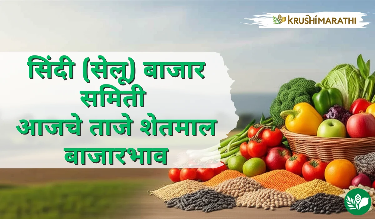 सिंदी(सेलू) बाजार समितीचे आजचे शेतमाल बाजारभाव (Live Rates)