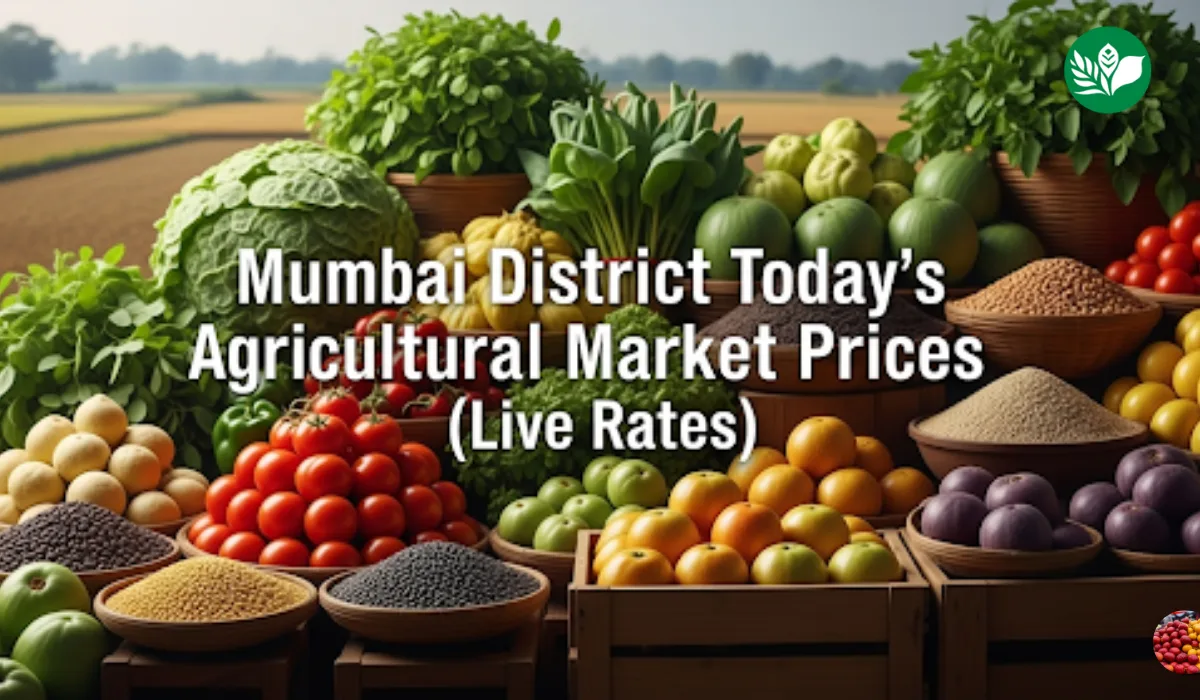 मंबई जिल्हा आजचे शेतमाल बाजारभाव (Live Rates)