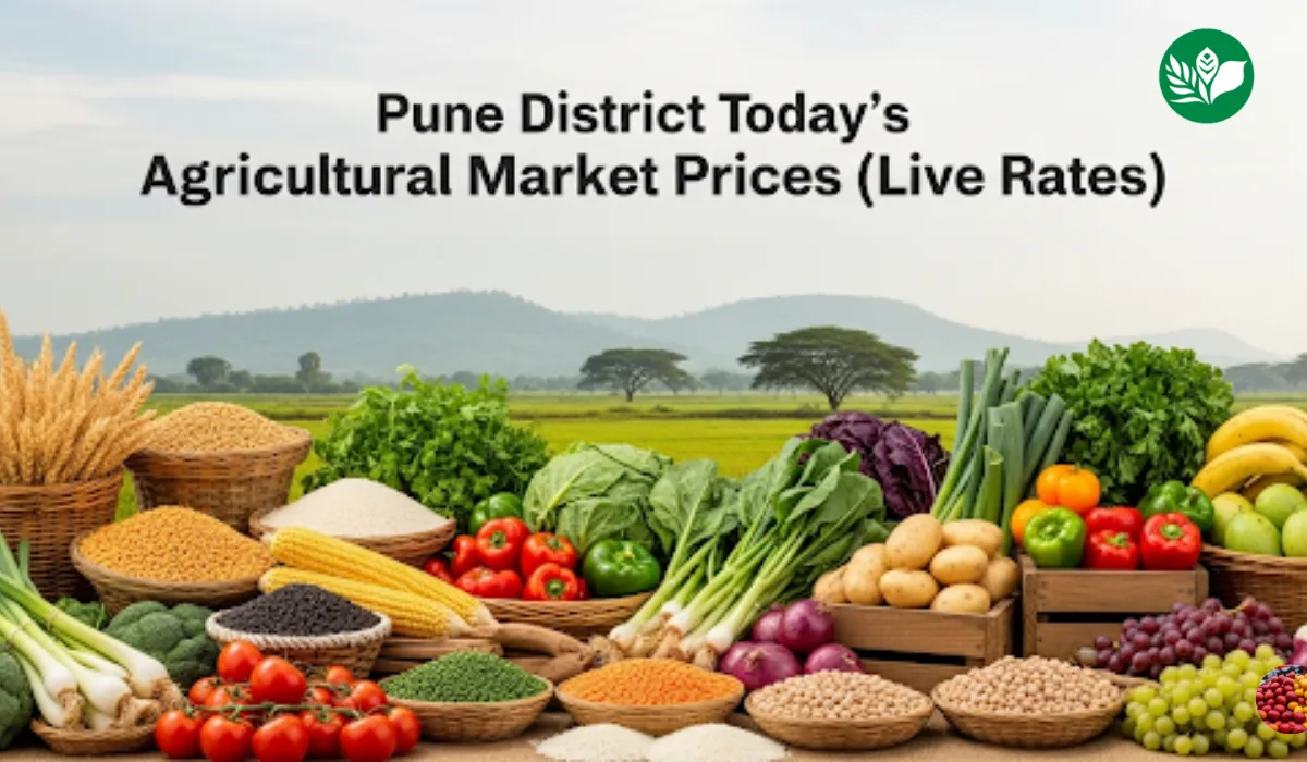 पुणे जिल्हा आजचे शेतमाल बाजारभाव (Live Rates)