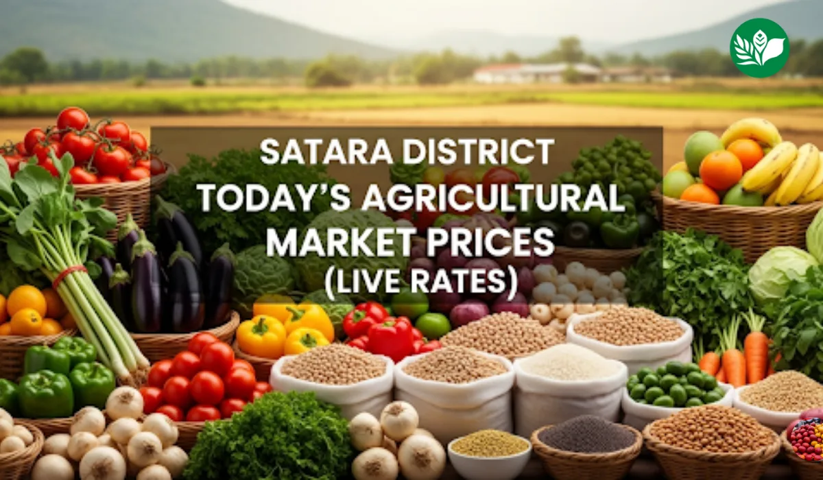सातारा जिल्हा आजचे शेतमाल बाजारभाव (Live Rates)