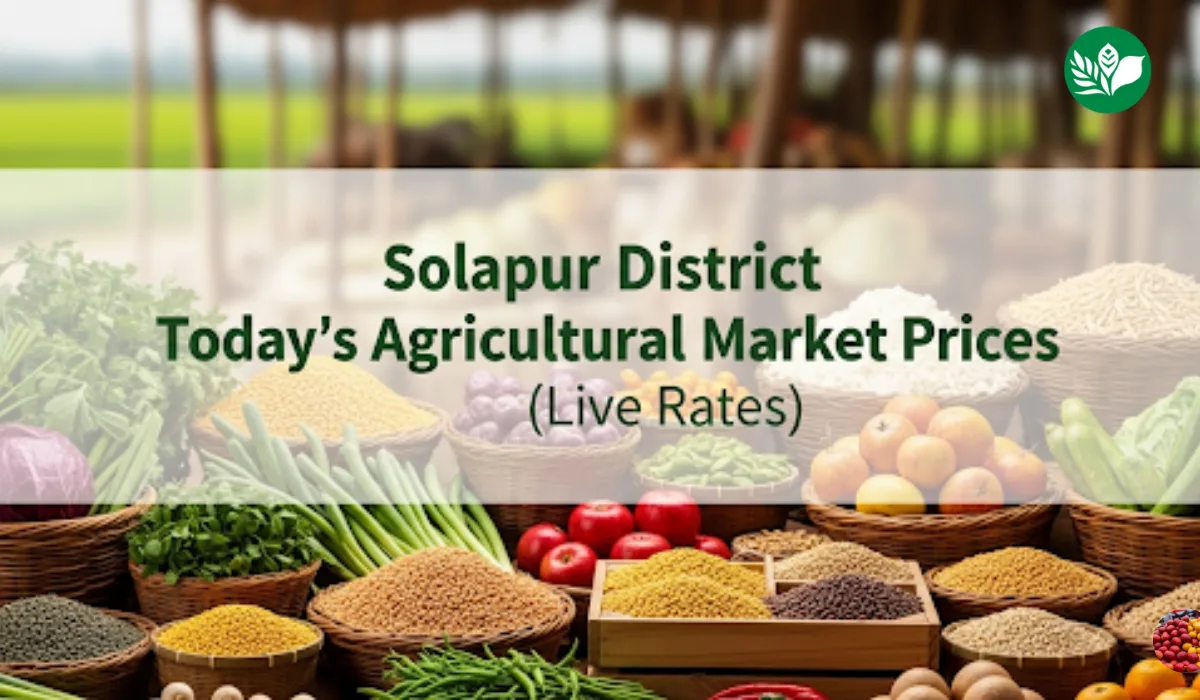 सोलापूर जिल्हा आजचे शेतमाल बाजारभाव (Live Rates)